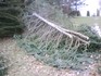 partially-bucked tree.jpg